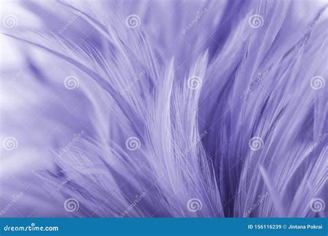 Purple Chicken Feathers in Soft and Blur Style for Background Stock ...