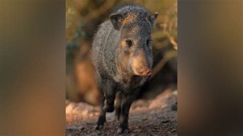 Javelina Bite