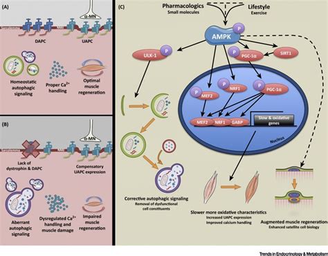 The Role Of Ampk In Neuromuscular Biology And Disease Trends In