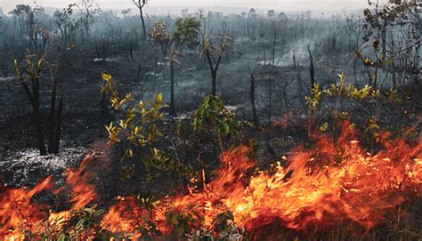 A Responsabilidade De Bolsonaro Nos Incêndios Da Amazônia Jornalistas