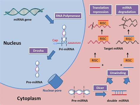 Frontiers Role Of MicroRNA In Proliferation Phase Of Wound Healing