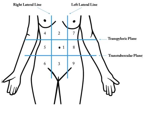 Abdomen - 9 regions Quiz