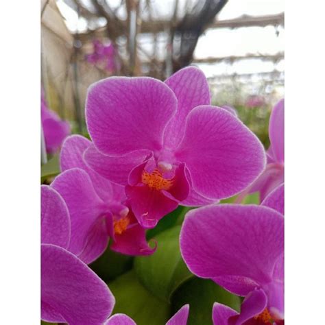 Jual Anggrek Bulan Grade B Ungu Polos Phalaenopsis Hybrid Bunga Mini