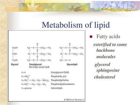 Ppt Chapter 5 Metabolism Of Lipids Powerpoint Presentation Free Download Id1328299