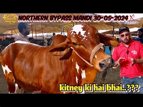 Northern Bypass Mandi 30 05 2024 Mid Range Wala Mal Cattlesjunoon