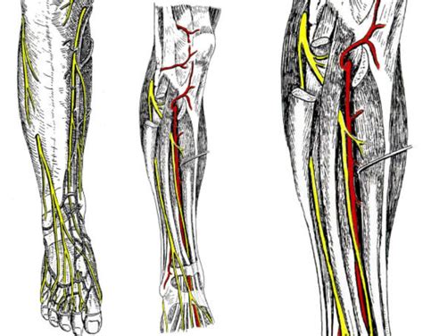 8 7 Regio Cruris Anterior Diagram Quizlet