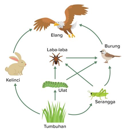 Jaring Jaring Makanan Ekosistem Darat Brain