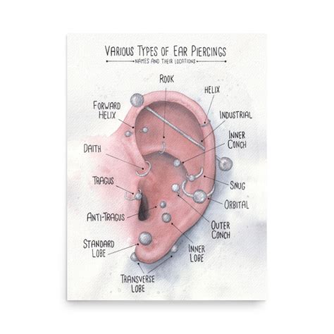 Watercolor Ear Piercing Chart Art Various Ear Piercing Locations