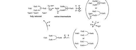 Catalytic Cycle Of Laccase Modified From Solomon Et Al 1996 Upper