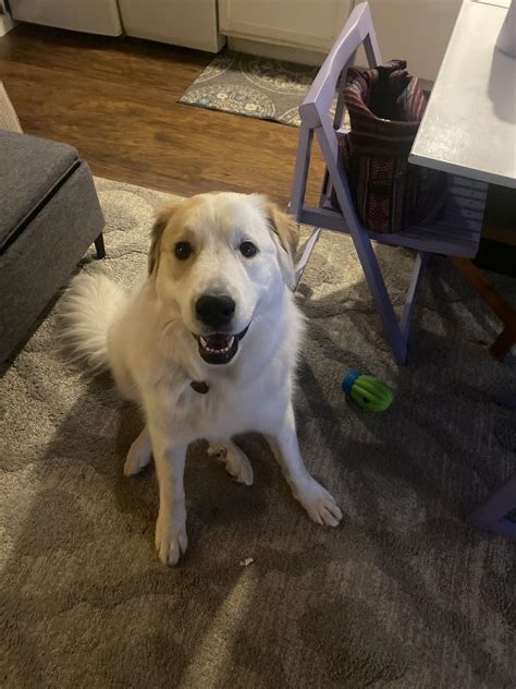 Pet Sitting Services