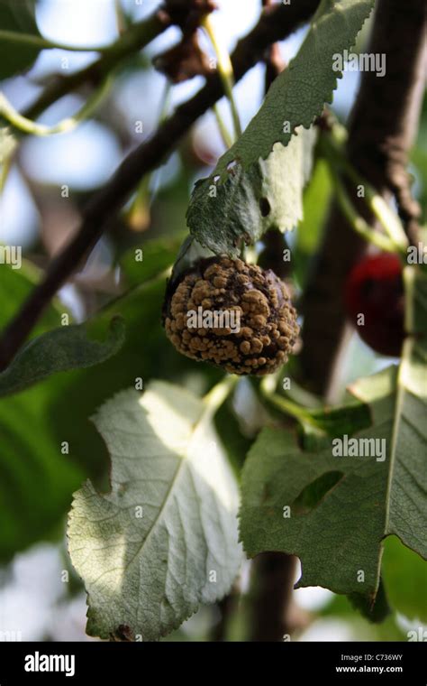 Pilzkrankheit Fotos Und Bildmaterial In Hoher Aufl Sung Alamy