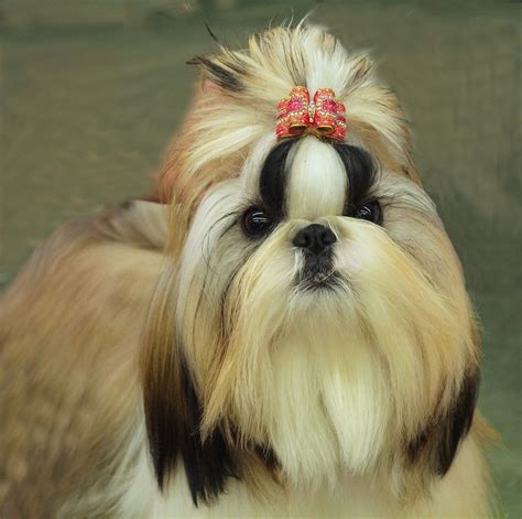 Grooming Tips For Your Shih Tzu Shih Tzu Shih Tzu Puppy Shih Tzu Dog