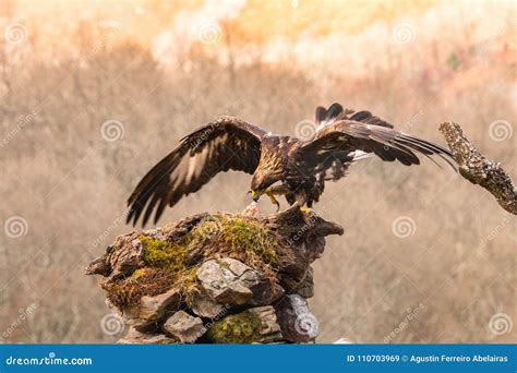 The Golden Eagle The Buzzard The Marsh Harrier Stock Image Image