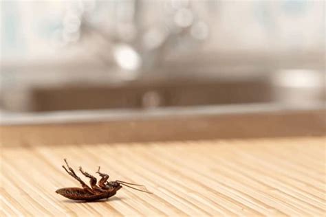 How Does Roach Bait Work and Which is The Best Roach Bait? - Gardening ...