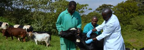 Livestock Disease Control In Southeast Nigeria Key Challenges And