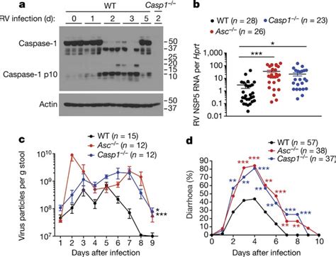 Nlrp B Inflammasome Restricts Rotavirus Infection In Intestinal