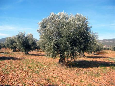 El Cambio Climático Potencia La Bacteria Que Mata A Los Olivos En El Mediterráneo Infobae