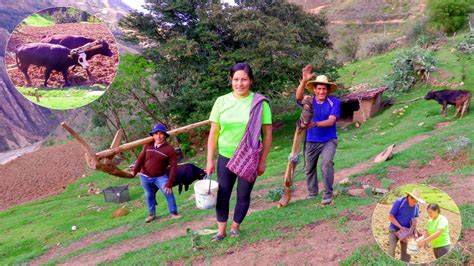 Siembra De Maiz Con Yunta De Toros En El Campo Youtube