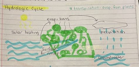 Chapter 3 Ecosystem Ecology Flashcards Quizlet