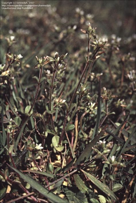 Plantfiles Pictures Cerastium Species Clammy Chickweed Mouse Ear