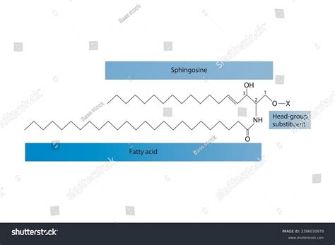 Diagram Showing Schematic Molecular Structure Sphingolipid Stock Vector Royalty Free