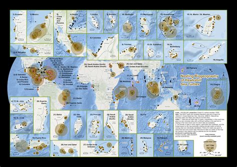 sea turtle nesting  migration maps  state   worlds sea