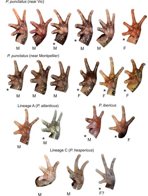 Ventral Views Of Specimen Hands Palmar Surface Of The Four Western Download Scientific