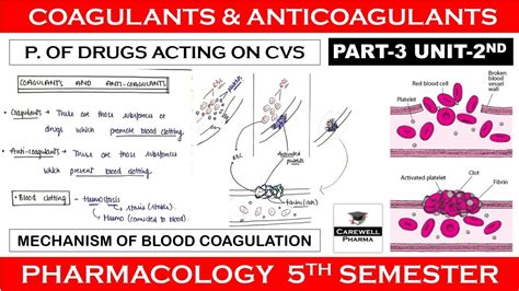 Coagulants And Anticoagulants Mechanism Of Blood Coagulation P 3