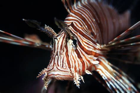 The Voracious And Invasive Lionfish Is Taking Over The Atlantic Heres