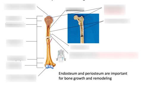 Anatomy Of Long Bone Diagram Quizlet