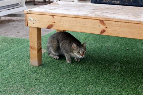 Cat Under Table Stock Photos Images And Backgrounds For Free Download