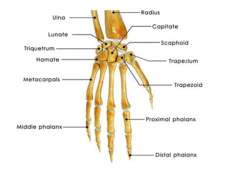 Accessible Hand And Wrist Anatomy | 3D Muscle Lab