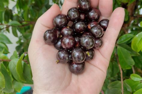 P De Jabuticaba Saiba Como Plantar E Cuidados Blog Da Cobasi