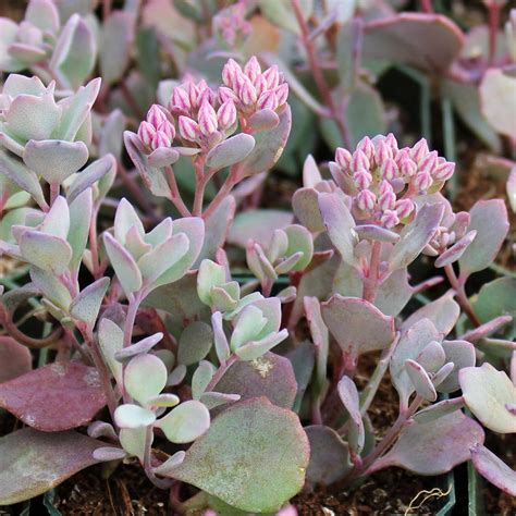 Sedum Cauticola Lidakense Pink Stonecrop Mountain Crest Gardens