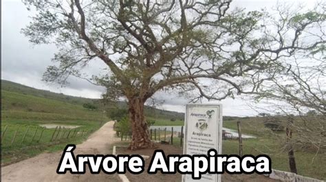 Árvore Arapiraca que dá o nome a cidade Arapiraca Alagoas YouTube