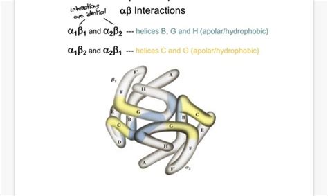 Myoglobin and Hemoglobin Structure and Function Flashcards | Quizlet