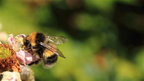 Bumblebee Identification Workshop for Beginners