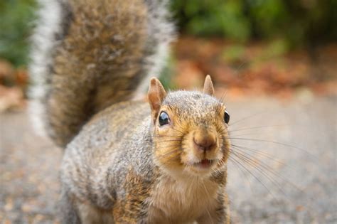 How Do You Get Squirrels Out Of Your House Elite Wildlife Services