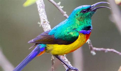 Bird Watching In Rwanda Rwanda Eco Company And Safaris