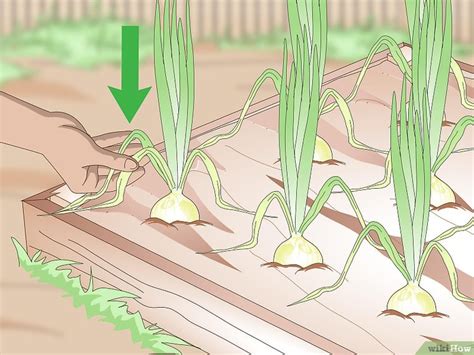 C Mo Cosechar Cebollas Pasos Con Im Genes Wikihow