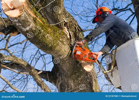 Coupe De Branches D Arbre Photographie Stock Image 22187082