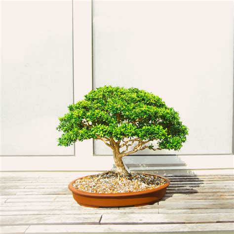 Quiz Dari Pohon Bonsai Pilihanmu Kami Bisa Tahu Kepribadian Aslimu