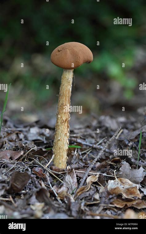 Kingdom Fungi Pictures And Names