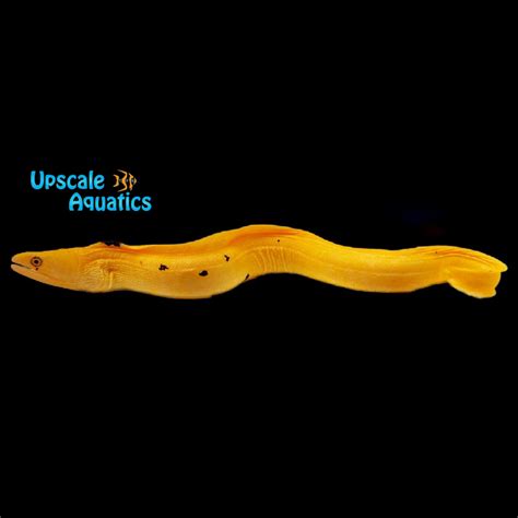 banana moray eel gymnothorax miliaris upscale aquatics