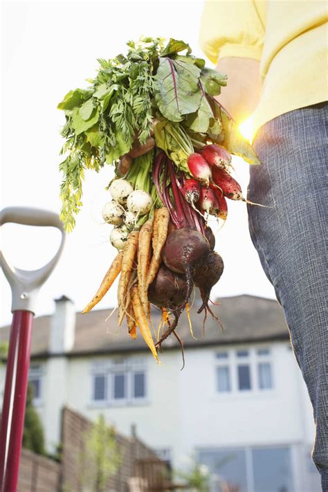 How To Fertilize Root Vegetables