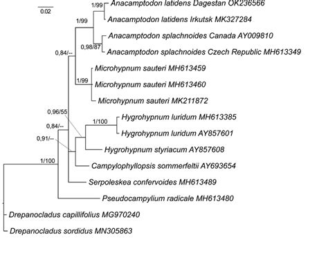 Bayesian Phylogenetic Tree Showing Position Of Anacamptodon Latidens