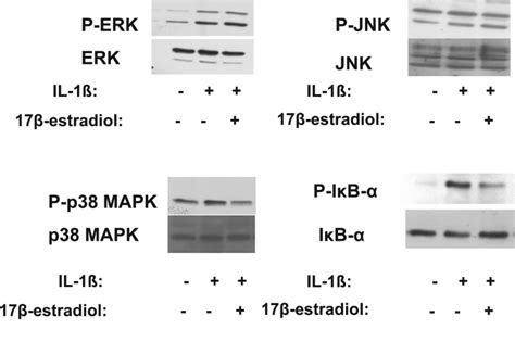 Effects of 17β estradiol on IL 1βinduced MAPK and IκB α Download