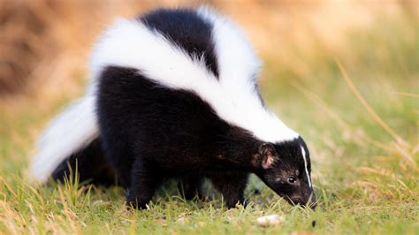 How Far Does a Skunk Spray - Do it Yourself Pest Control