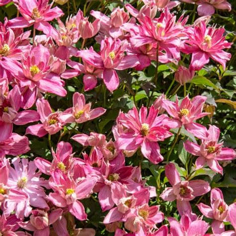 Clematis Montana Broughton Star Setzlinge G Nstiger Kaufen