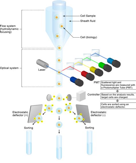 What Is Flow Cytometry Tech Matsusada Precision